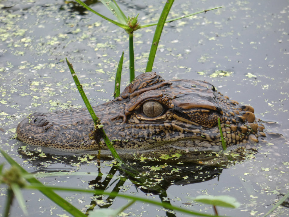 Alligator Gar  Loyola University Center for Environmental Communication